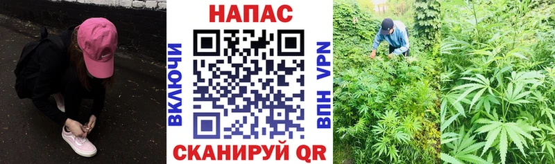 Марихуана сатива Купить где Сысерть