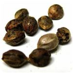 Семена марихуаны АК-47  (Seeds AK-47) в Сысерти